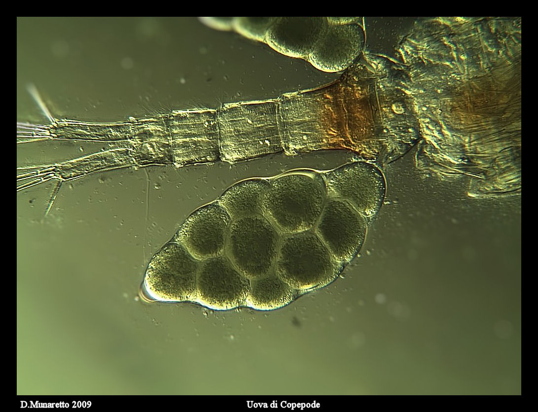 Copepode con Uova